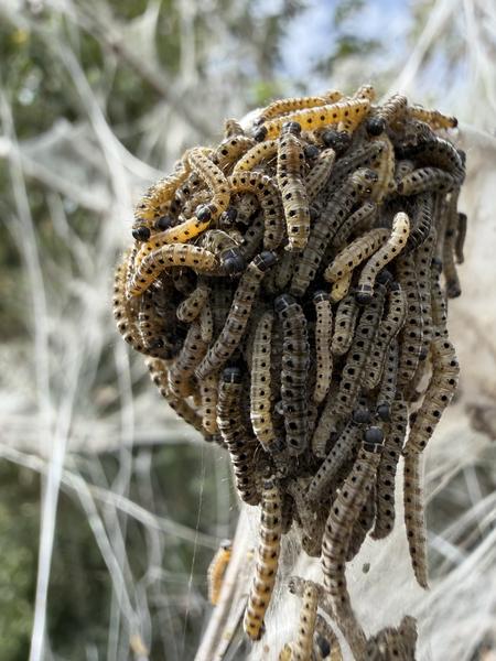 A close-up shot reveals a dense cluster of numerous yellow and grey caterpillars, likely Ermine Moth caterpillars, covering a tree branch with a thick, intricate silk web